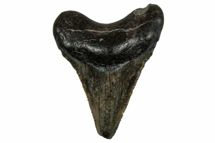 Serrated, Juvenile Megalodon Tooth - South Carolina #353298